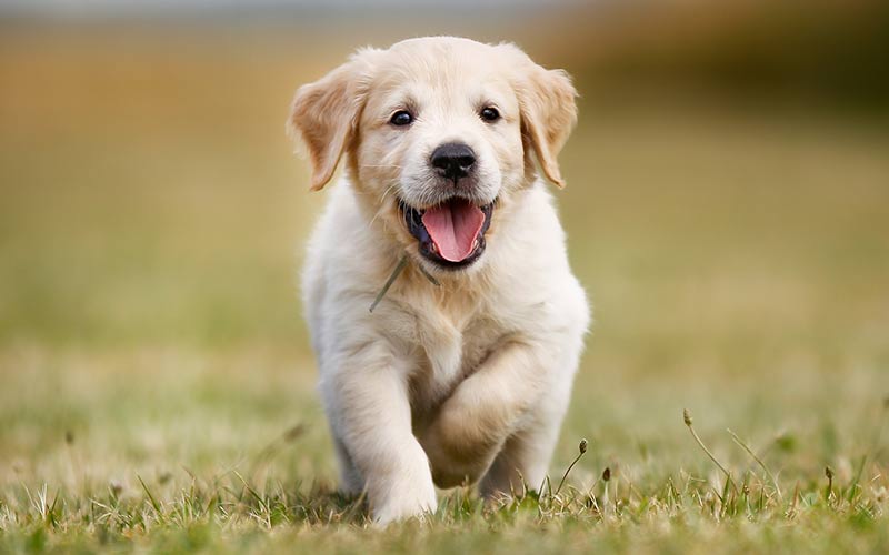 Yavru Golden Retriever Nasıl Alınır