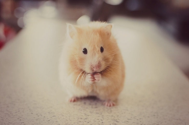Hamster Dişi Mi Erkek Mi Nasıl Anlaşılır (Suriye Syrian Hamsterları)