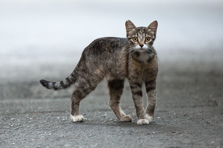 Yabani Kedi ve Sokak Kedisi Arasındaki Fark