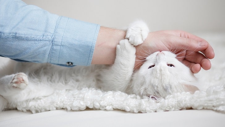 Yavru Kedi Neden Isırıyor? Isırması ve Tırmalaması Nasıl Engellenir?